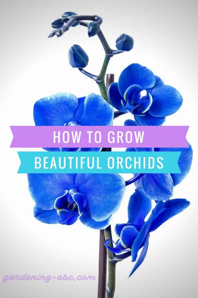 How to grow orchids as a beginner