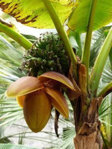 how to grow a banana tree from a store bought banana