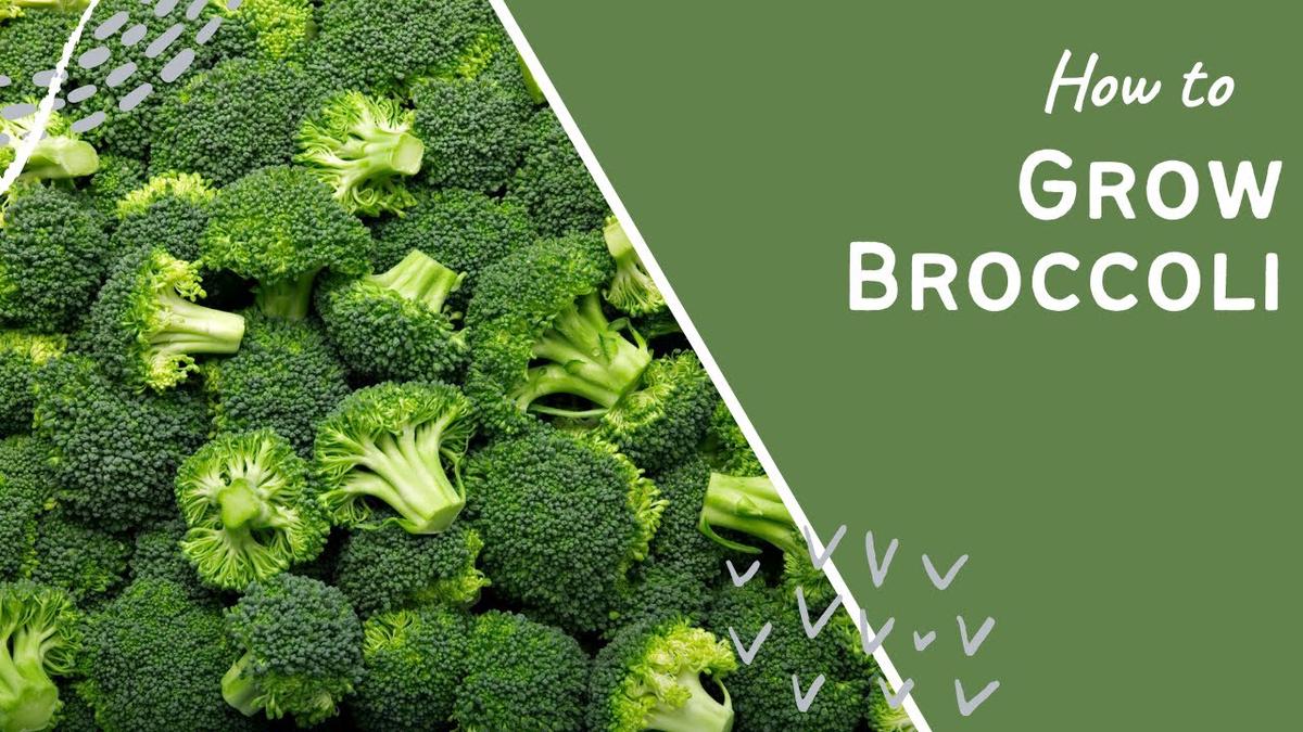 'Video thumbnail for How to grow broccoli'