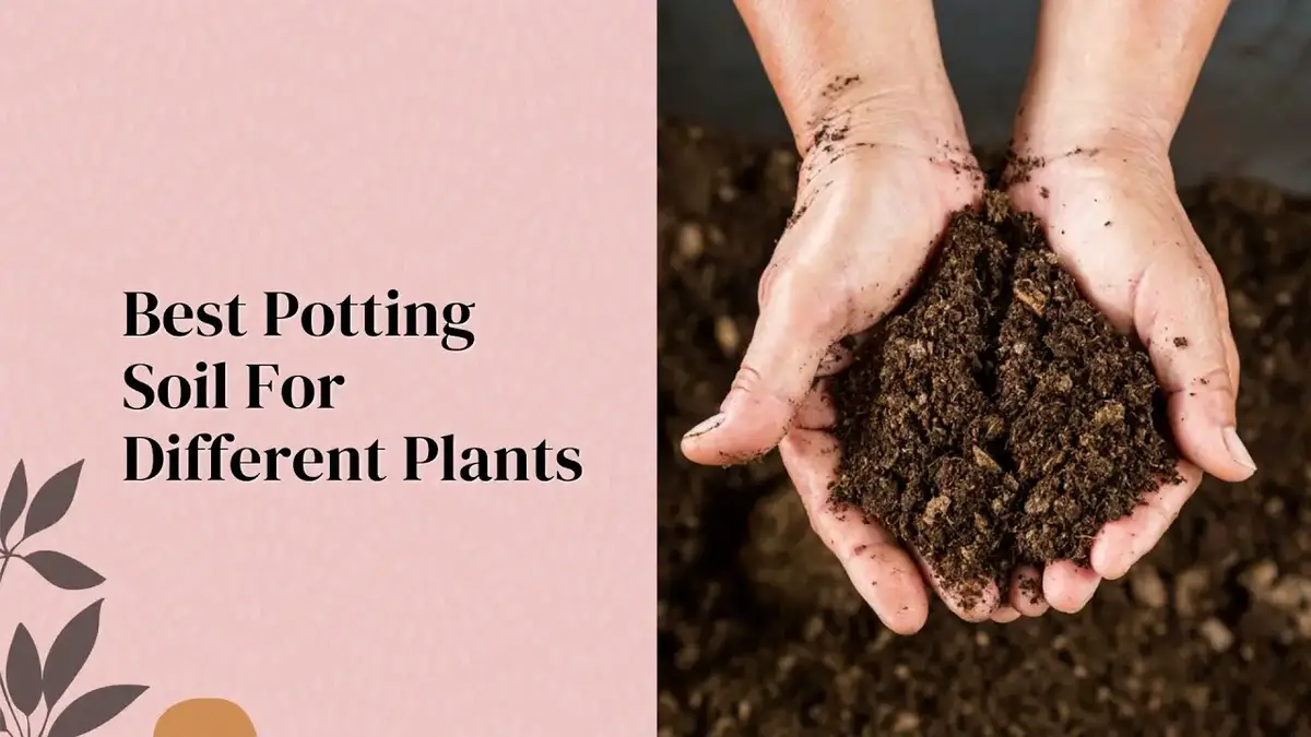 'Video thumbnail for Which Are The Best Soil For Herbs, Vegetables, And Indoor Plants? Part 2 (2021)'