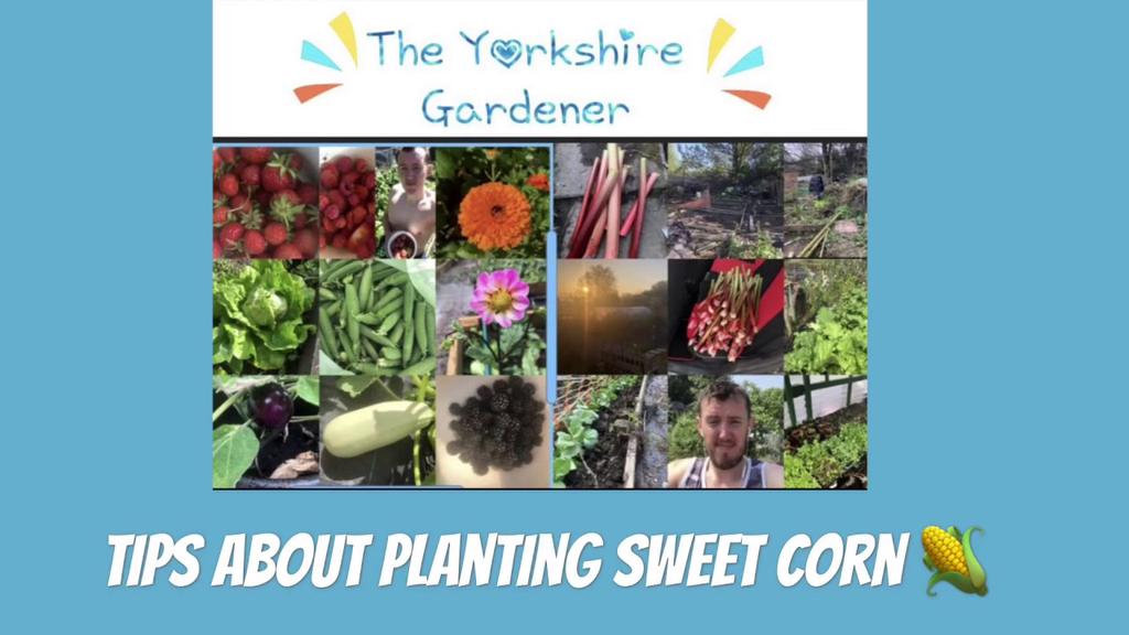 'Video thumbnail for How to plant Sweetcorn - Gardening and allotment tips for growing sweetcorn'