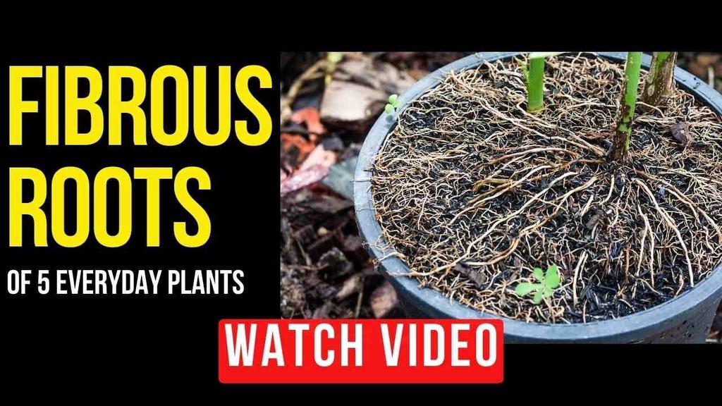 'Video thumbnail for 5 Everyday Plants That Have Fibrous Roots | Plant Root System #shorts'