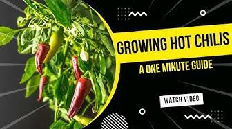 'Video thumbnail for How to Grow Hot Chilis | Hot Chili Pepper | Red Hot Chilis In One Minute #shorts'