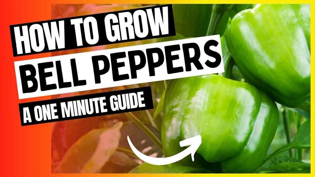 'Video thumbnail for 1 Minute Bell Pepper Growing Guide | How To Grow Bell Peppers #shorts'