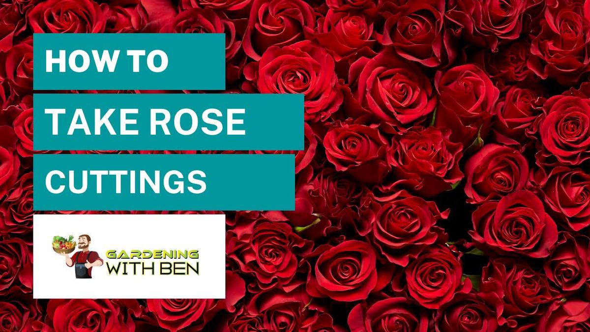 'Video thumbnail for How to take rose cuttings and grow roses  - gardening tips and advice'