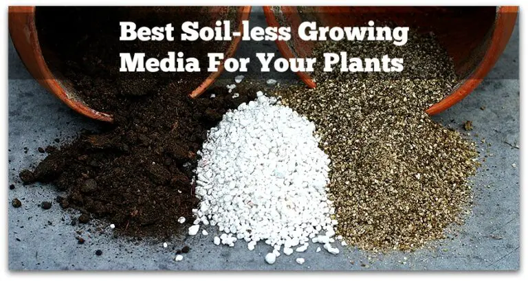 Soilless Growing Mediums: 5 Best ALternative Mediums To Grow Plants