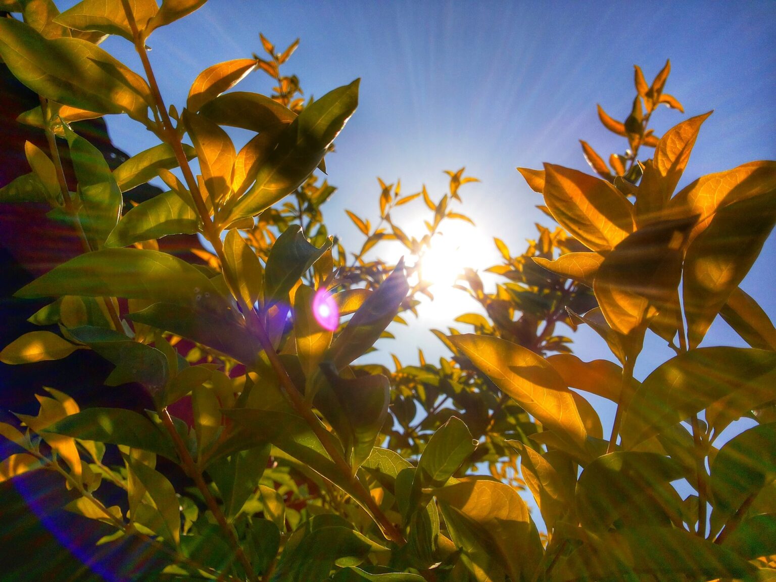 effect of sunlight on plant growth research