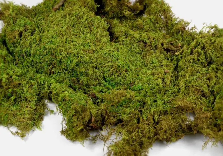 peat moss download free