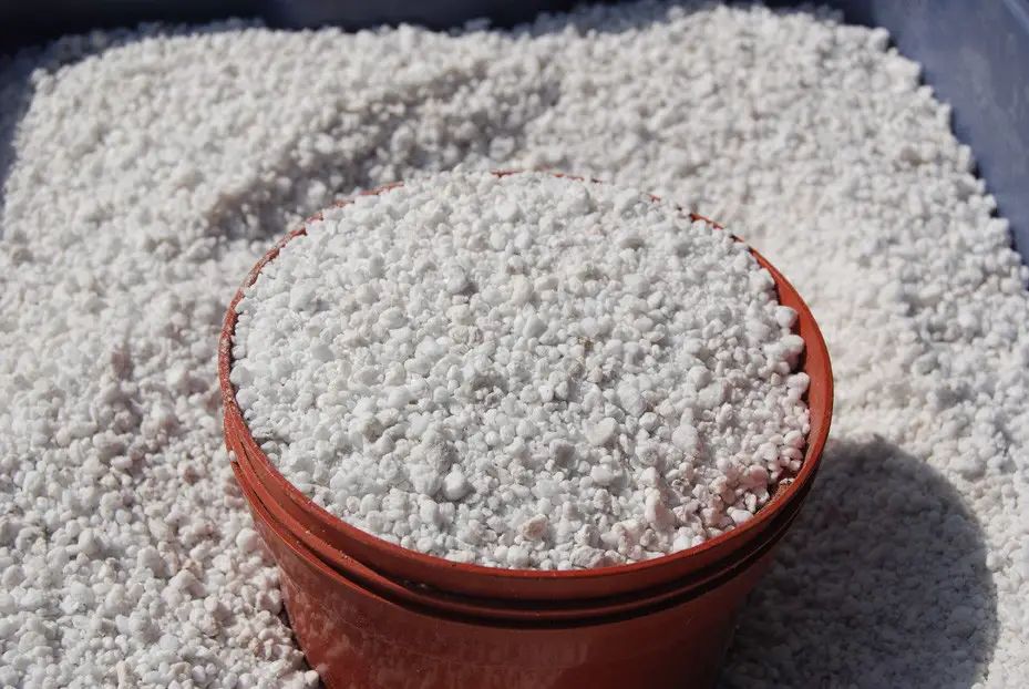 perlite growing medium