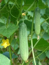 cucumber for vertical garden