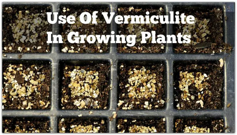 What is Vermiculite | How to Use Vermiculite in Gardening