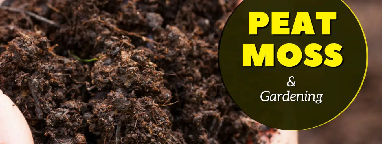 what is peat moss