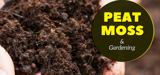 Can you Grow Plants Only In Peat Moss? How To Use Peat in Potting Soil