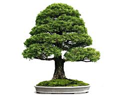 beautiful bonsai plant