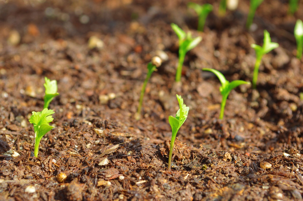 growing cilantro