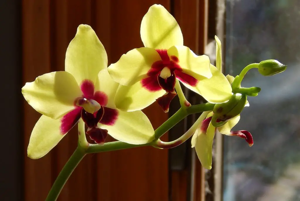 Orchid growing tips