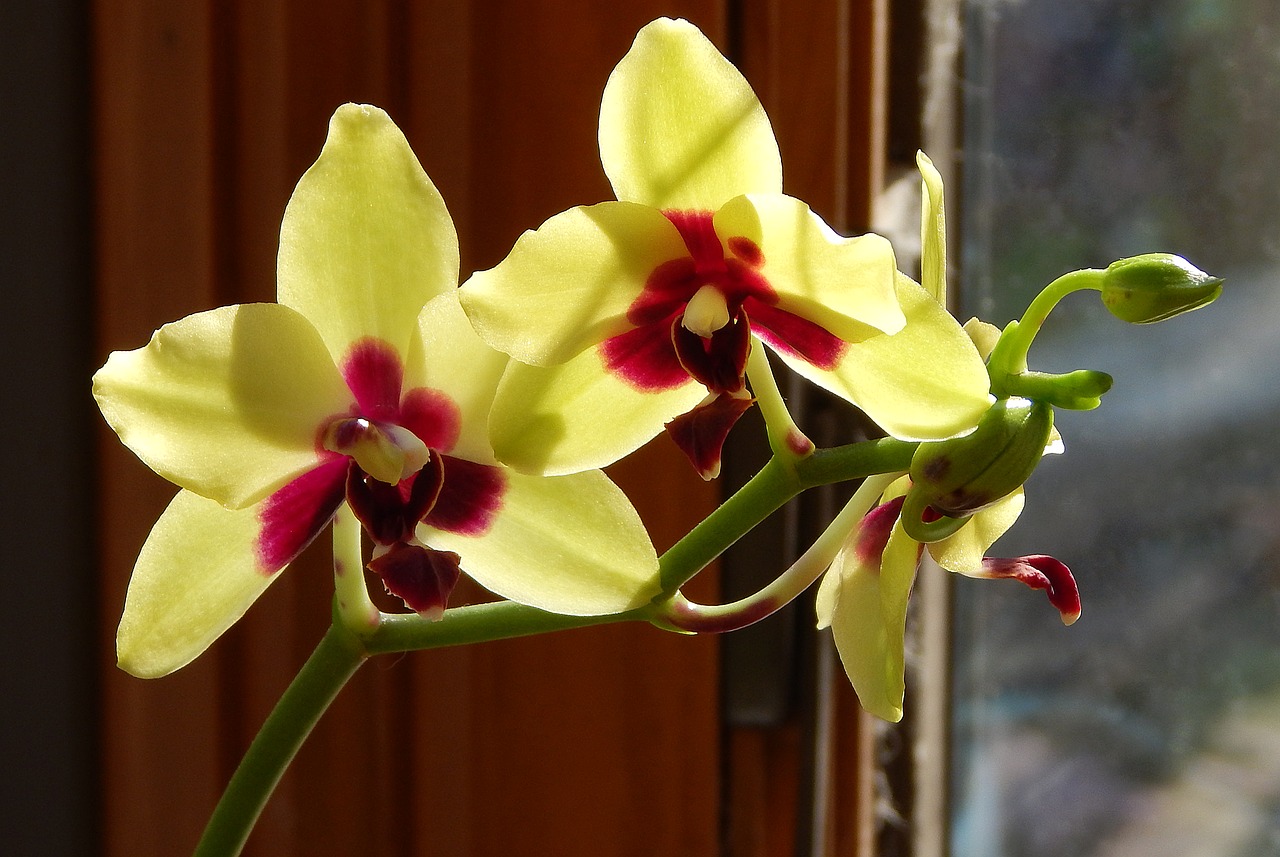 Orchid growing tips for beginners