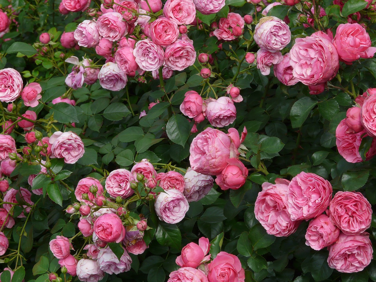 rose bush care tips