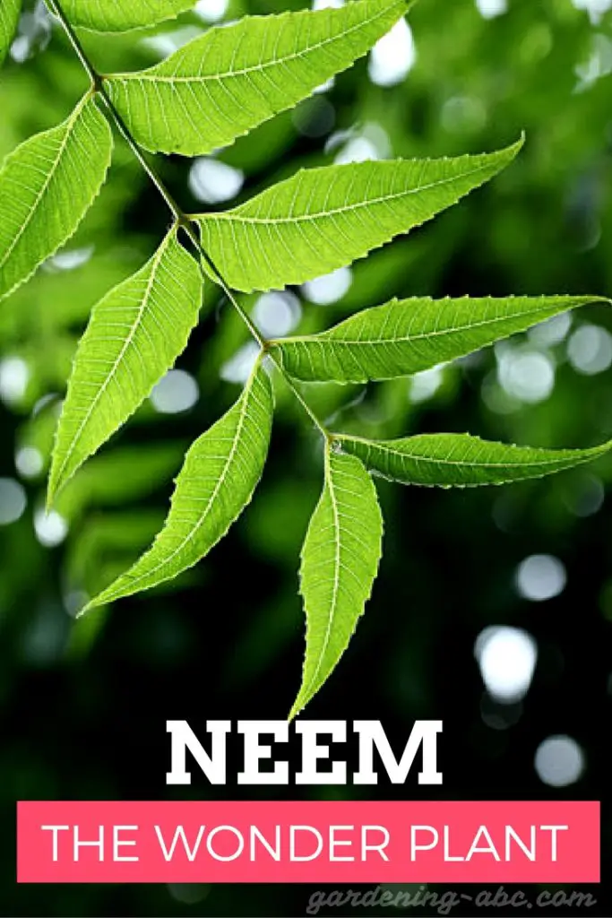 neem cake gardening