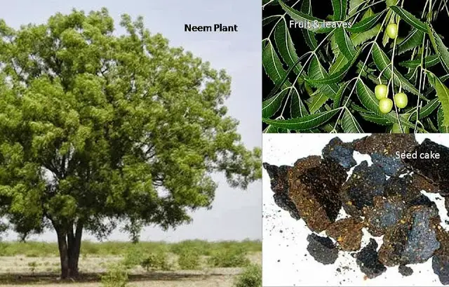 Why Neem Cake Powder Is One of The Best Organic Fertilizers For Plants