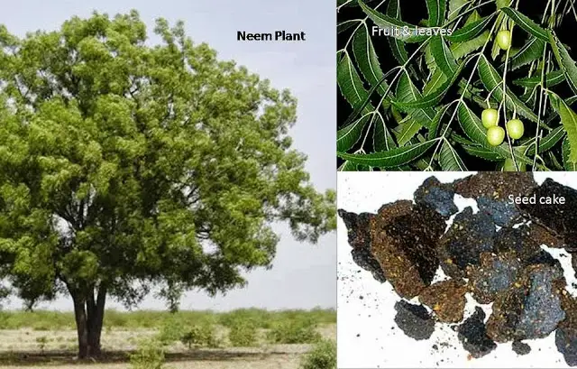 neem