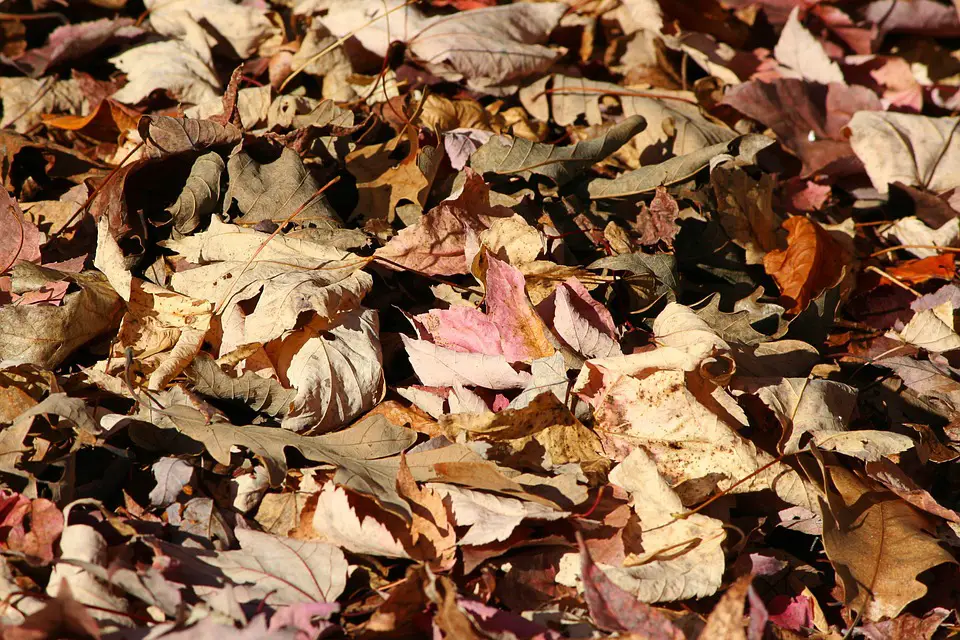 organic mulch