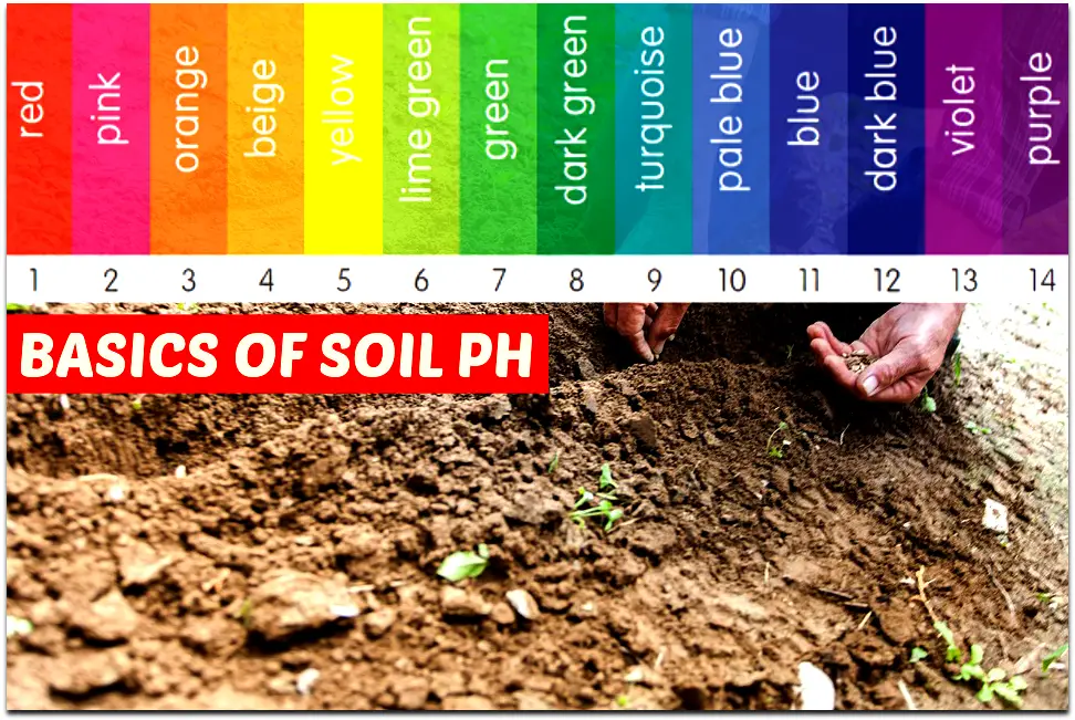 What Is Soil Ph? Why The PH Of Your Soil Is So Important For Your Gardening