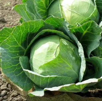 growing cabbage plants