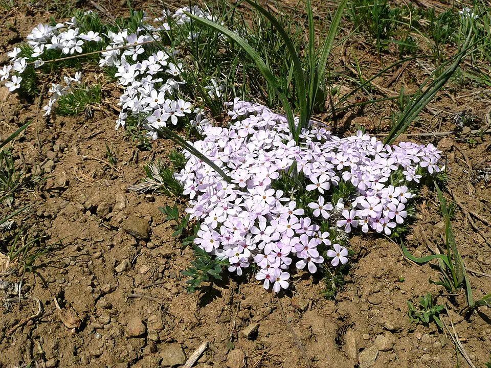 sandy soil type