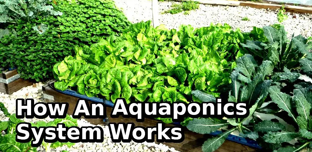what is aquaponics system