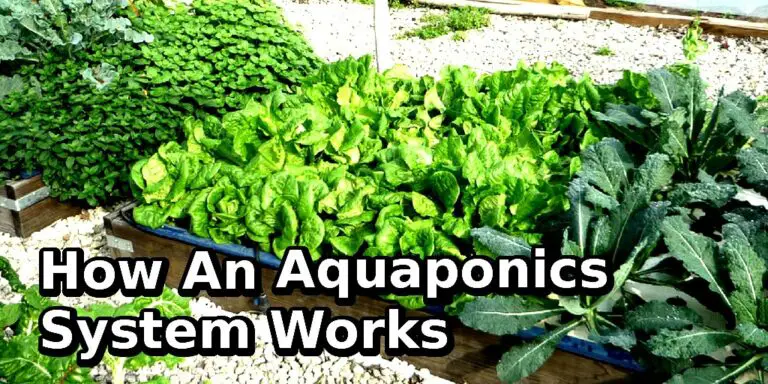 What is Aquaponics: Here Is The Basic Idea Behind An Aquaponics System