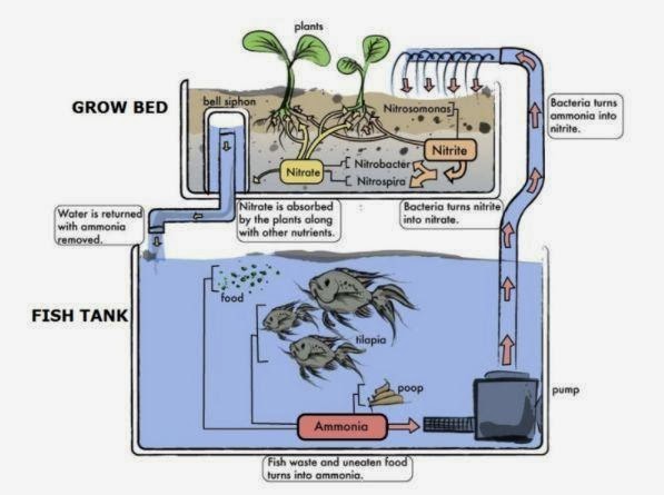 aquaponics process simplified