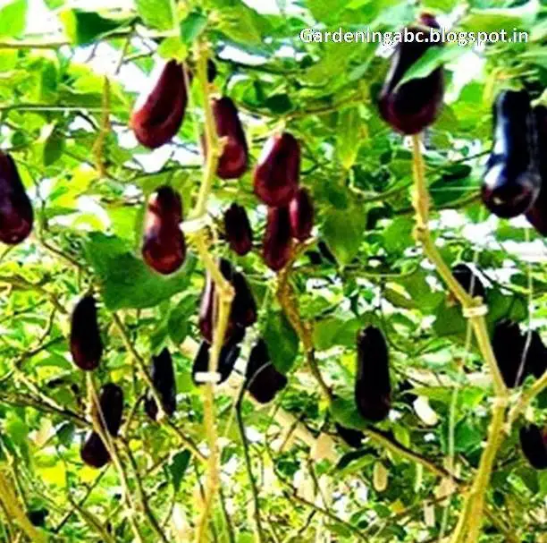 research paper about eggplant