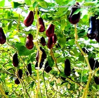 Eggplants Growing Tips - Gardening ABC