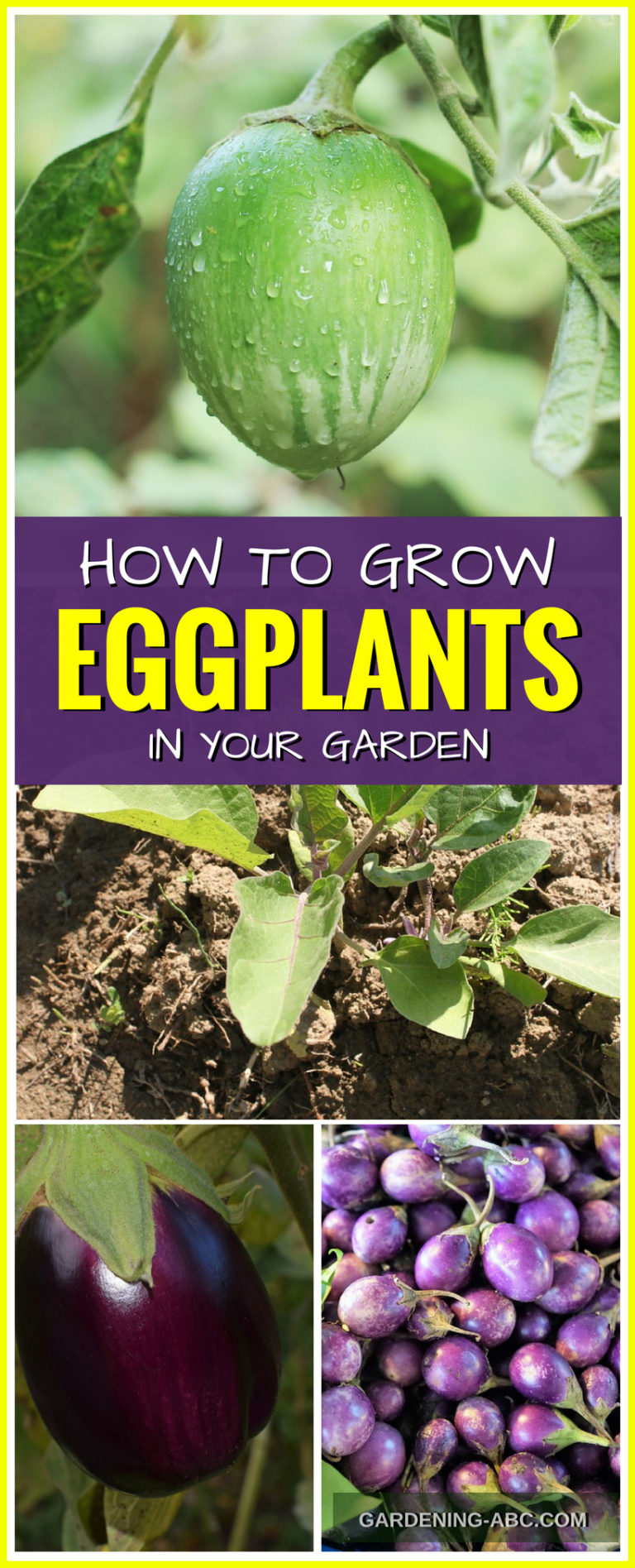 How To Grow Eggplants In Your Own Garden. Use These Simple Steps.