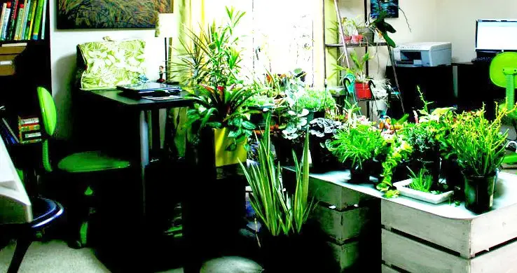 Basics of Indoor Gardening: Growing Vegetables Indoors