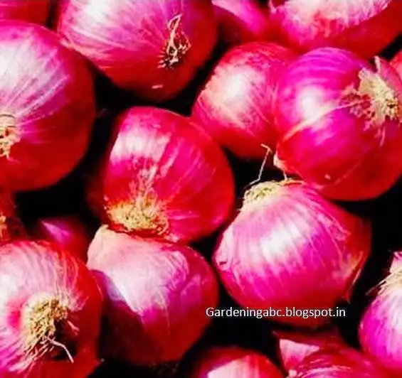 tips for growing onions