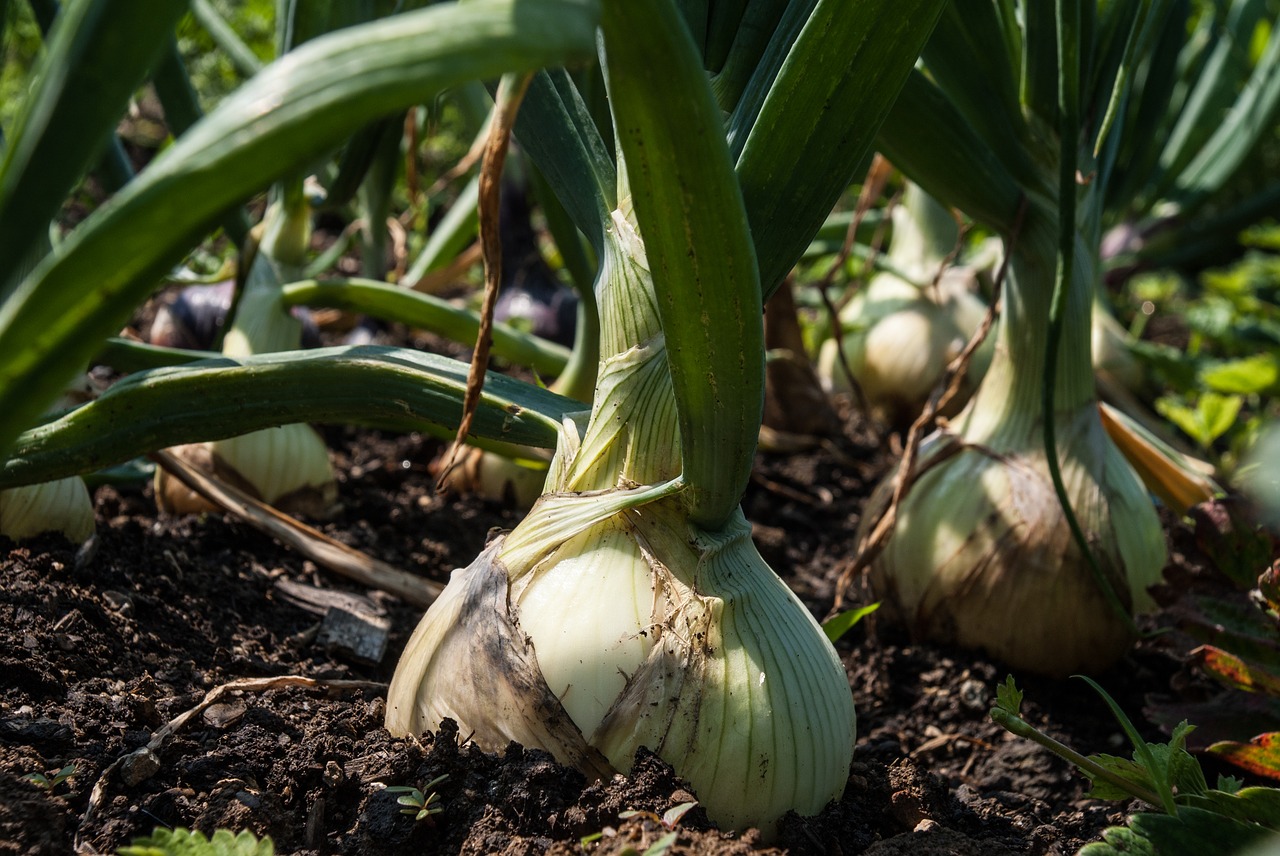 Onion growing tips