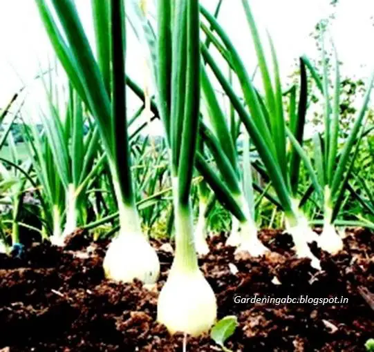how to plant onions