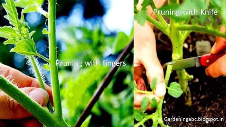 pruning tomatoes download