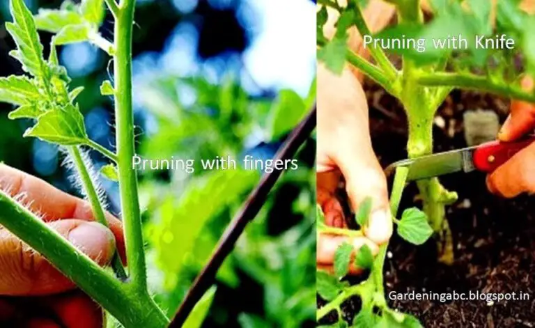 How to prune tomato plants | Pruning Tomato plants For Maximum Yield