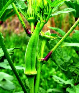 how to grow okra from seeds