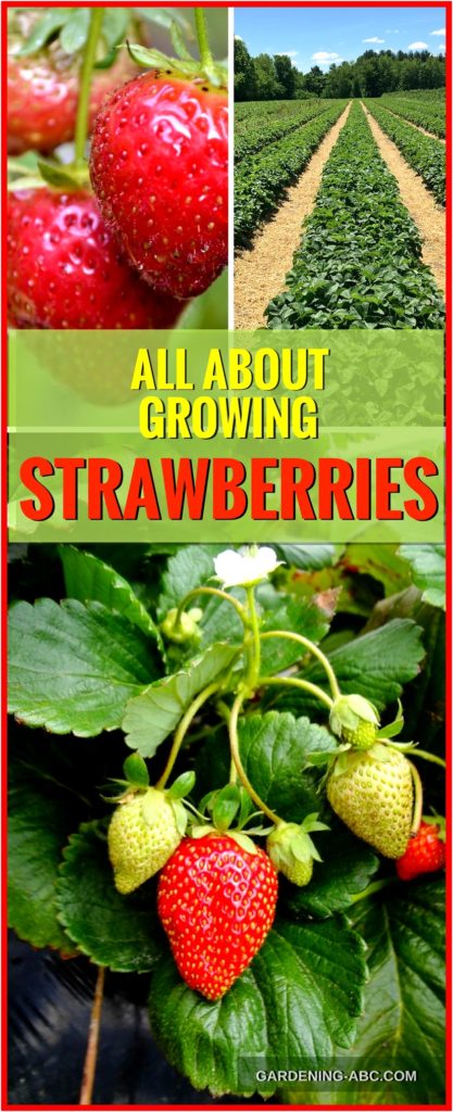 how to grow strawberry plants