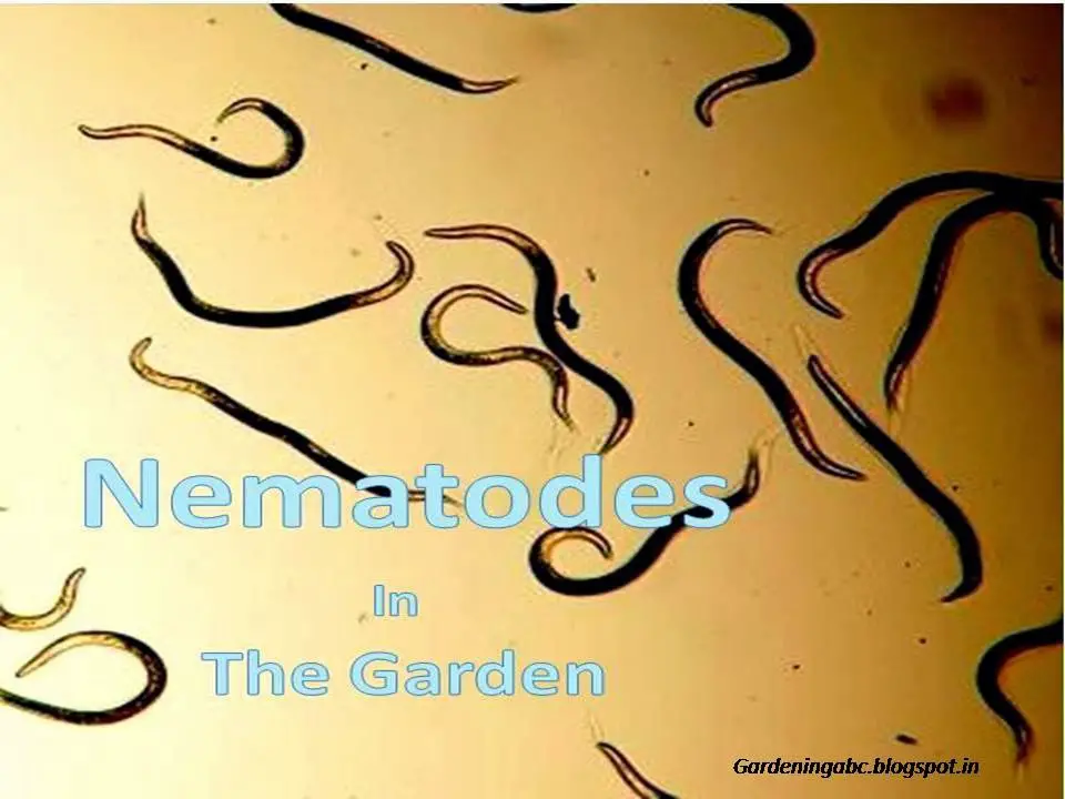 nematodes gardening