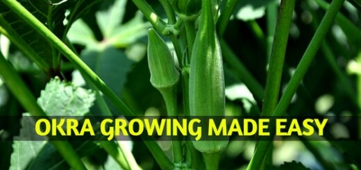 FAQs About Growing Okra: What People Are asking about Okras