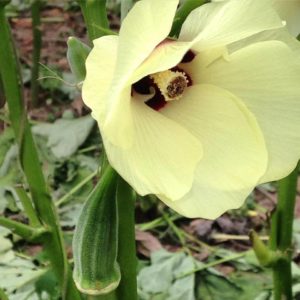 beautiful okra flower