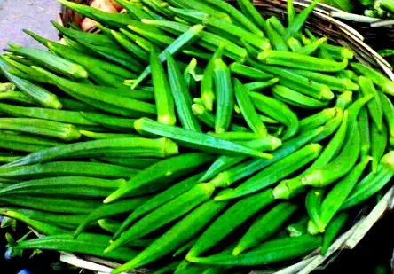 when to harvest okra