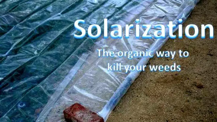 Solarization: Know The Basics