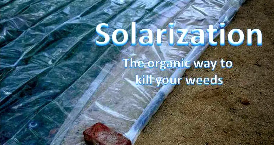 what is solarization