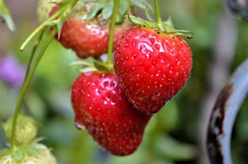 how to grow strawberry plants